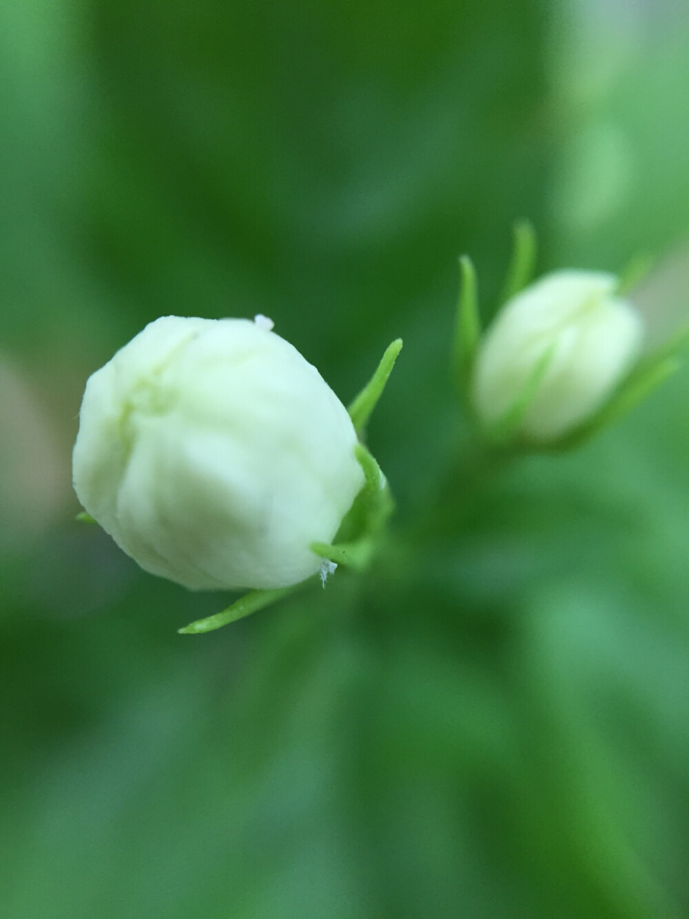 茉莉花开