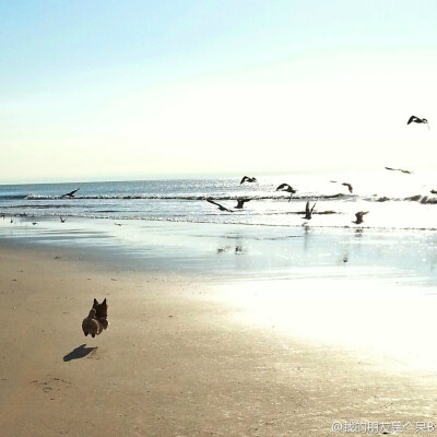 Reddit网友dayngerzone说第一次带他们家狗去海边，一看见那么多海鸟，他们家狗开心的简直灰起。。