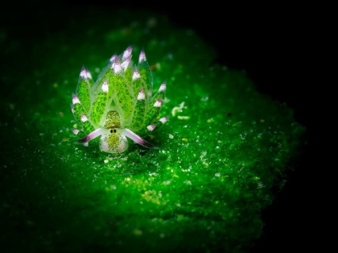 介个看上去很像小羊的可爱生物叫藻类海蛞蝓（Costasiella kuroshimae），以藻类为食的它们，可以让叶绿体与自身的体细胞共存，从而进行光合作用补充能量...(๑•̀ㅂ•́)و✧