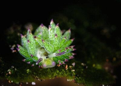 介个看上去很像小羊的可爱生物叫藻类海蛞蝓（Costasiella kuroshimae），以藻类为食的它们，可以让叶绿体与自身的体细胞共存，从而进行光合作用补充能量...(๑•̀ㅂ•́)و✧