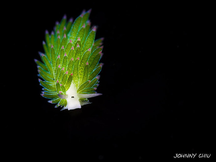 介个看上去很像小羊的可爱生物叫藻类海蛞蝓（Costasiella kuroshimae），以藻类为食的它们，可以让叶绿体与自身的体细胞共存，从而进行光合作用补充能量...(๑•̀ㅂ•́)و✧