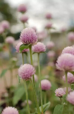 千日红Gomphrena globosa L.别名百日红、火球花。一年生直立草本植物，高20-60厘米；花果期6-9月。花色艳丽有光泽，花干后而不凋，经久不变，所以得名千日红。喜阳光、耐干热、生性强健，原产美洲热带，为热带和亚热带常见花卉。药用止咳祛痰、定喘、平肝明目功效，主治支气管哮喘，急、慢性支气管炎，百日咳，肺结核咯血等症。平常所见的紫红、粉红、白色的可爱“花朵”实际小苞片，真正的花很小，埋在苞片中间，非常不显眼。干燥后的苞片可以长久不褪色。花语也来源于不易褪色这个特点。花语：不灭的爱...