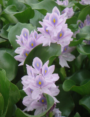 凤眼蓝Eichhornia crassipes (Mart.) Solms.浮水草本。别名水葫芦、水浮莲。花期7-10月，果期8-11月。原产巴西。全株也可供药用，有清凉解毒、除湿祛风热以及外敷热疮等功效。在原产地巴西由于受生物天敌的控制，仅以一种观赏性种群零散分布于水体。1844年在美国的博览会上曾被喻为“美化世界的淡紫色花冠”。自此以后，凤眼蓝被作为观赏植物引种栽培。凤眼蓝花和嫩叶可以直接食用，其味道清香爽口，并有润肠通便的功效。凤眼蓝是监测环境污染的良好植物，它可监测水中是否有砷存在，还可净化水中汞、镉、铅等有害物质。花语：此情不渝。对感情、对生活的追求至死不渝...