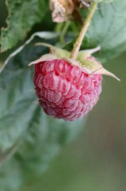 山莓Rubus corchorifolius L. f.又名树莓、山抛子、牛奶泡、撒秧泡，三月泡。花期2-3月，果期4-6月。具有涩精益肾助阳明目、醒酒止渴、化痰解毒之功效。果味甜美，含糖、苹果酸、柠檬酸及维生素C等，可供生食、制果酱及酿酒。果实营养丰富，所含的各种成分易被人体所吸收，而且具有促进人体对其它营养物质的吸收、改善新陈代谢及增强抗病力。