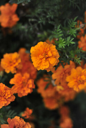 万寿菊Tagetes erecta L.菊科万寿菊属一年生草本植物。别名臭芙蓉。花期7-9月。花是花卉食谱中的名菜，将新鲜的花瓣洗净晾干裹上粉用油炸，其香味令人垂涎三尺，如同臭豆腐，闻起来臭，炸后却香喷喷，还很美味。植株对氟化氢、二氧化硫等气体有较强的抗性和吸收作用，还可以引诱土壤中的线虫。药用根：解毒消肿。叶：用于无名肿毒。花序：平肝解热，祛风化痰。花：清热解毒，化痰止咳。万寿菊含有丰富的叶黄素。能够延缓老年人因黄斑退化而引起的视力退化和失明症，以及因机体衰老引发的心血管硬化、冠心病和肿瘤疾病。花语：友情、甜蜜爱情、健康长寿、别离的伤感...