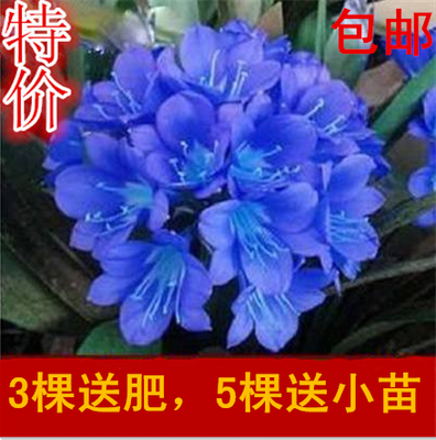 绿植 盆栽君子兰 室内花卉君子兰苗植物 君子兰花苗