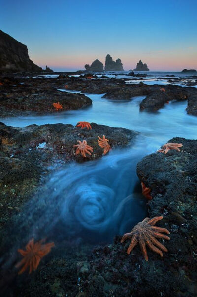 海星殖民地，南岛，新西兰