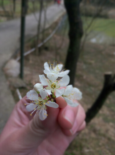 梨花滿地不開門