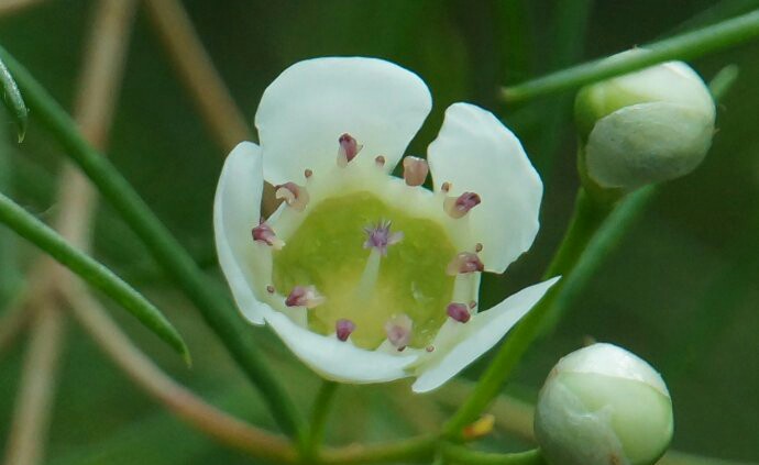 奇花异草 杰拉尔顿腊花