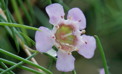 奇花异草 杰拉尔顿腊花