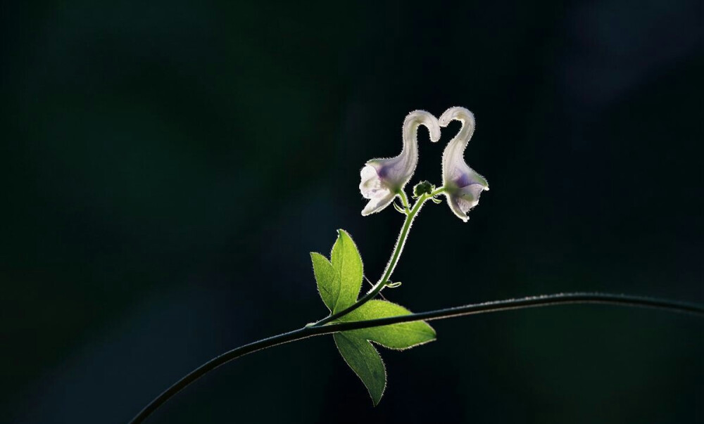 奇花异草 拟两色乌头（天鹅花）