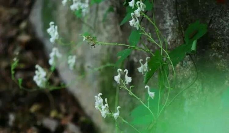 奇花异草 拟两色乌头（天鹅花）