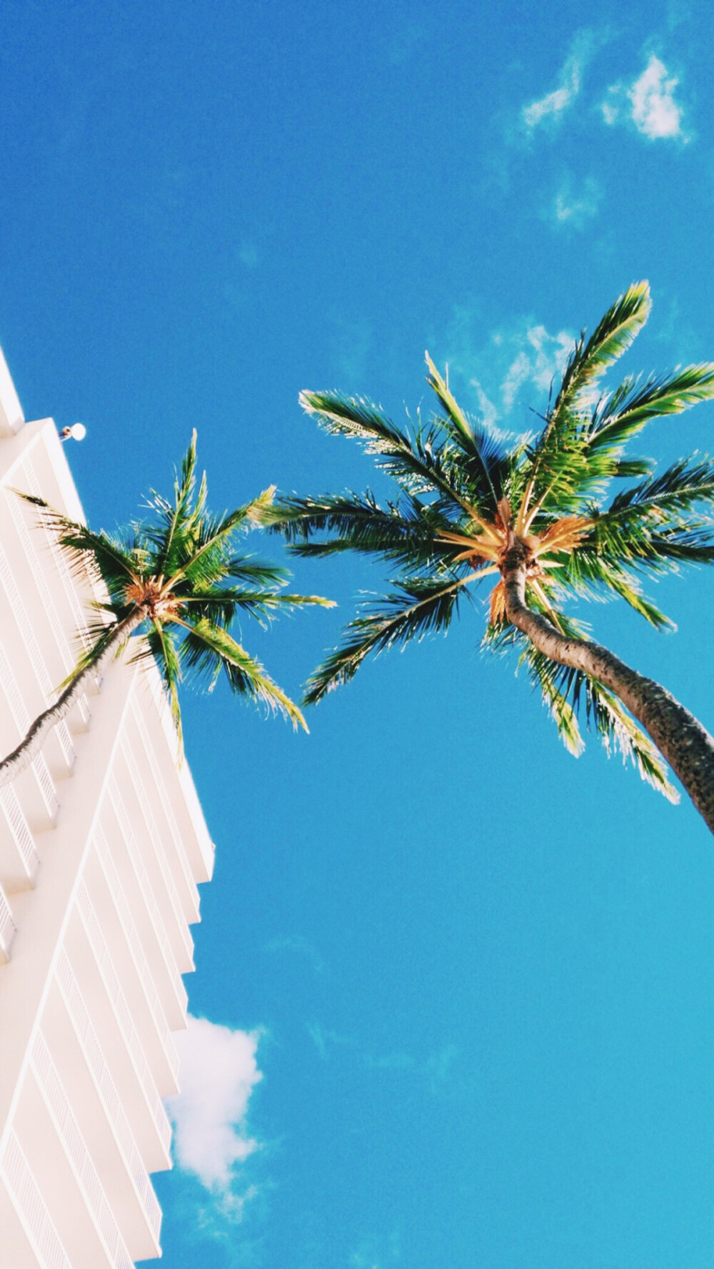 壁纸平铺锁屏椰子树夏天