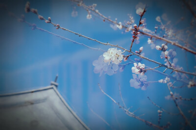  心若向阳何惧忧伤☀