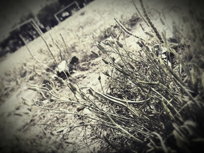  后来不知道校园会不会变的连我都不认识☔