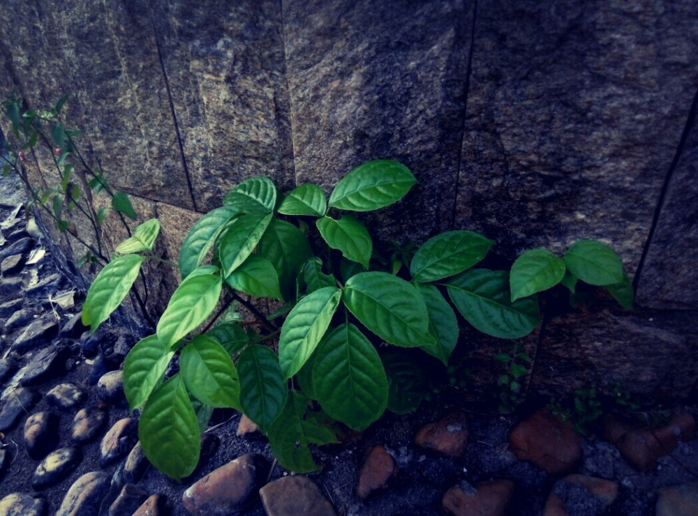 心情是荒草丛生的。