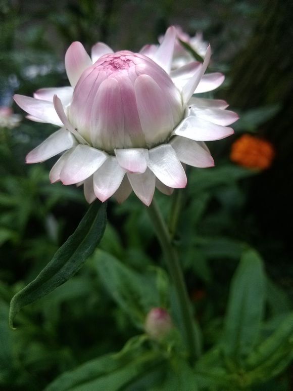 麦秆菊Helichrysum bracteatum Andr.别名蜡菊、贝细工。多年生草本。原产澳大利亚。因其花干后不凋落，如腊制成，是制作干花的良好材料，花色鲜艳且长久不褪，是自然界特有的天然工艺品，古希腊语中意为“太阳”和“金子”。种子寿命2~3年。花期7~9月，果熟期9一10月。花语：铭记在心...