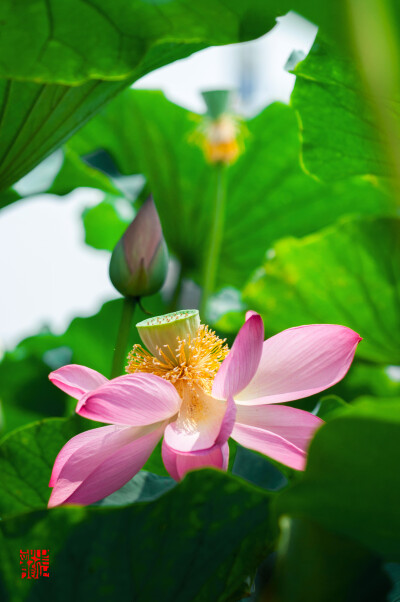 又到荷花季