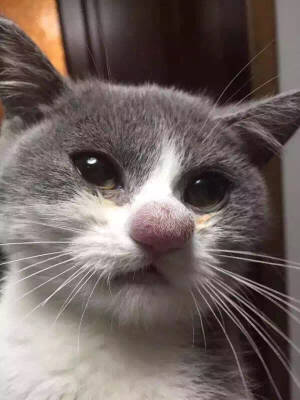 可怜的猫咪