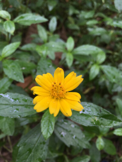 夏天郊游 小雏菊