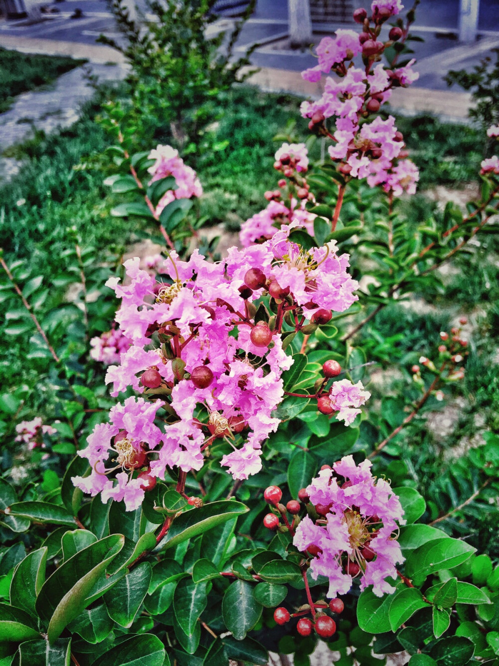 摄影 街拍 旅行 花草 浪漫 