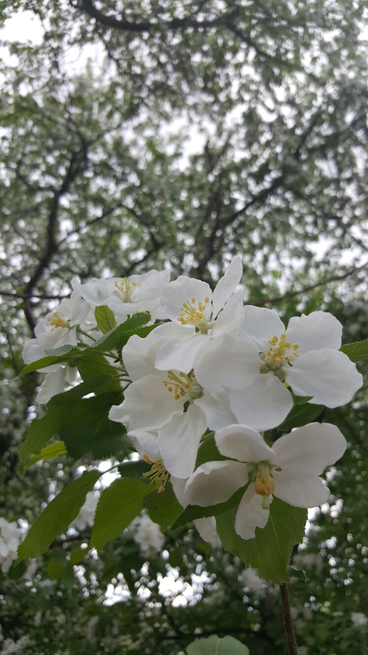 芬芳馥郁