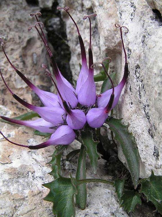 ? 花花世界【植物】 ?