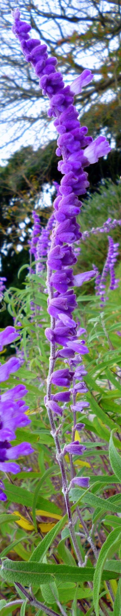 ✯ 花花世界【植物】 ✯