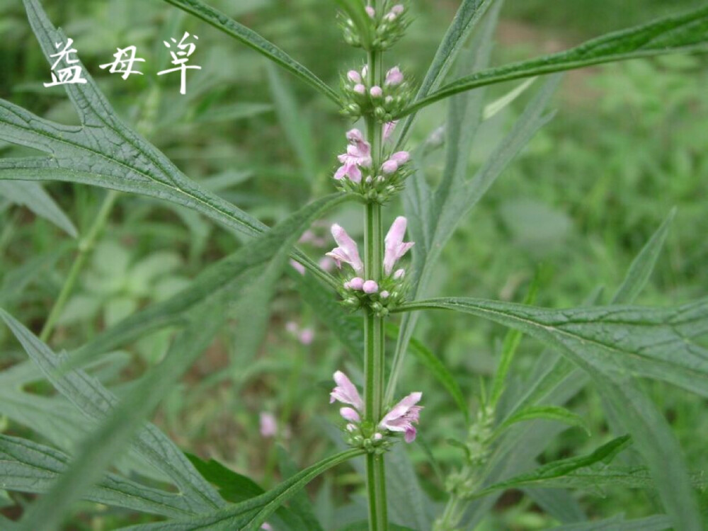 
益母草：别名坤草。活血，祛瘀，调经，消水。