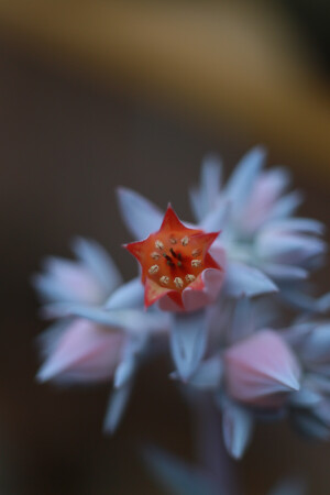 多肉开花啦