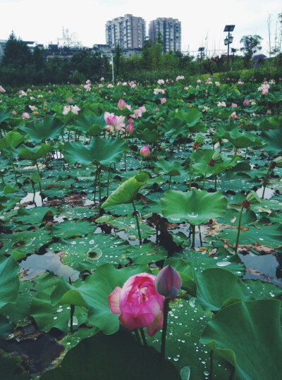 小荷才露尖尖角 早有蜻蜓立上头