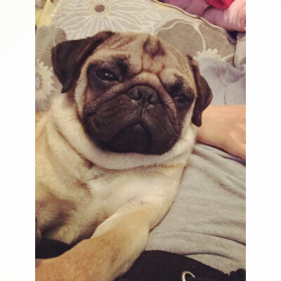 #巴哥#pug 借我靠会儿