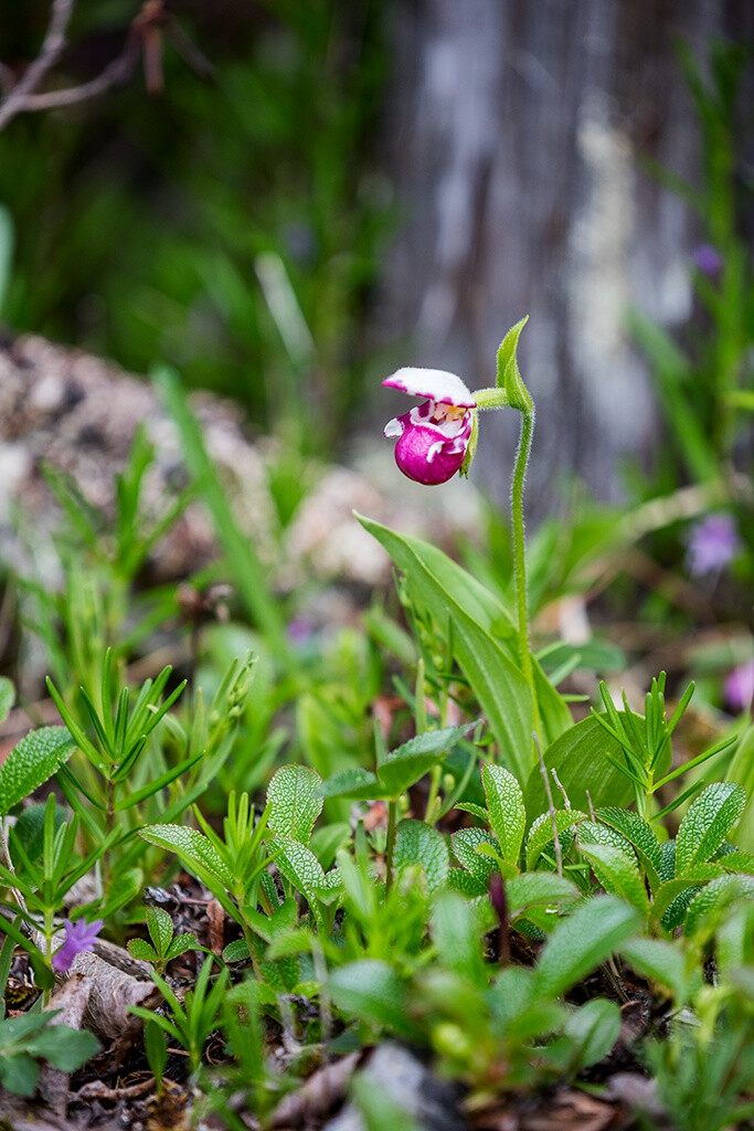 被Arctous alpinus北极果包围的Cypripedium guttatum紫点杓兰