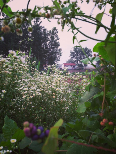 花中小屋