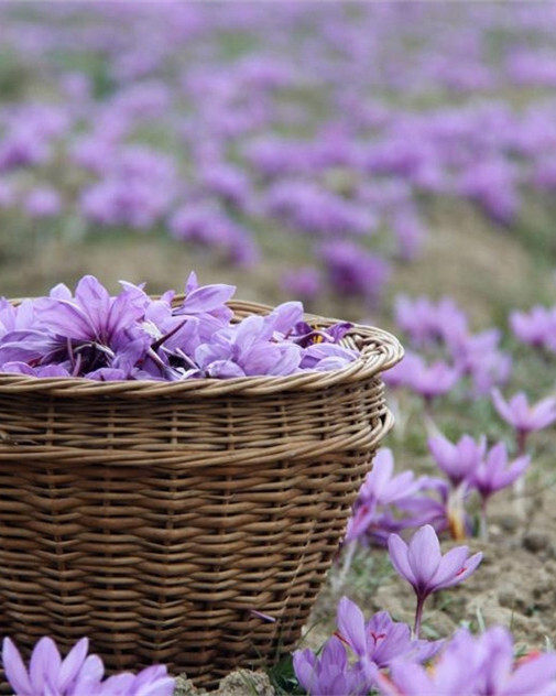 秋水仙Colchicum autumnale L.百合科秋水仙属，多年生草本球根花卉。别名草地番红花。8～10月开花。原产于欧洲和地中海沿岸。花朵傍地面而生，别具特色。开放时似漏斗，淡粉红色（或紫红色），端庄秀丽，受人喜爱。其中大部分是秋天只开花不长叶，直接从地下茎抽邮花1-4朵，有着“地下花”之美誉。药用秋水仙素广泛应用于细胞学、遗传学，和植物的育种的工作中。可解毒：活性碳治疗，洗胃。秋水仙花及球茎内有多种毒性极强的生物碱，口服6毫克即可致人死亡。花语：九月十一日生日花，单纯...