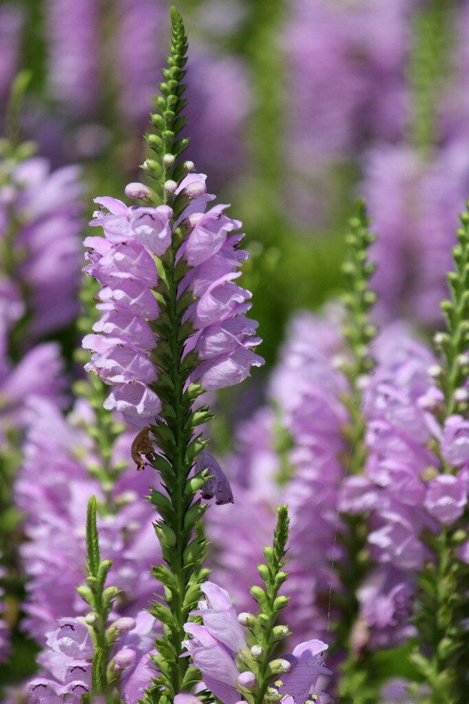 随意草Physostegia virginiana (L.) Benth.别称假龙头花、芝麻花、棉铃花。唇形科假龙头花属，多年宿根草本植物。原产北美洲。叶缘有细锯齿，叶秀花艳，成株丛生状，盛开的花穗迎风摇曳，婀娜多姿。有白、深桃红、玫红、雪青等色。花期夏季、持久。花语：坚忍、好运齐来，随意。有许多花语，但最贴切的是表达一种对生活的态度-随意。随意，就是不挑剔，不苛求，不奢望，不繁杂，不张扬，不喧哗。灵魂深处，留出一份清凉怡静的心灵空间，学会释放与缓解，静守轻松与从容，以欣赏的眼光看世界，用虔诚的心态睹人生，心平气和，豁达潇洒，真实自然，返朴归真...