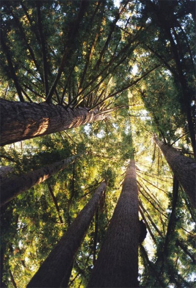 人生并非游戏，因此，我们并没有权利只凭自己的意愿放弃它。——列夫·托尔斯泰