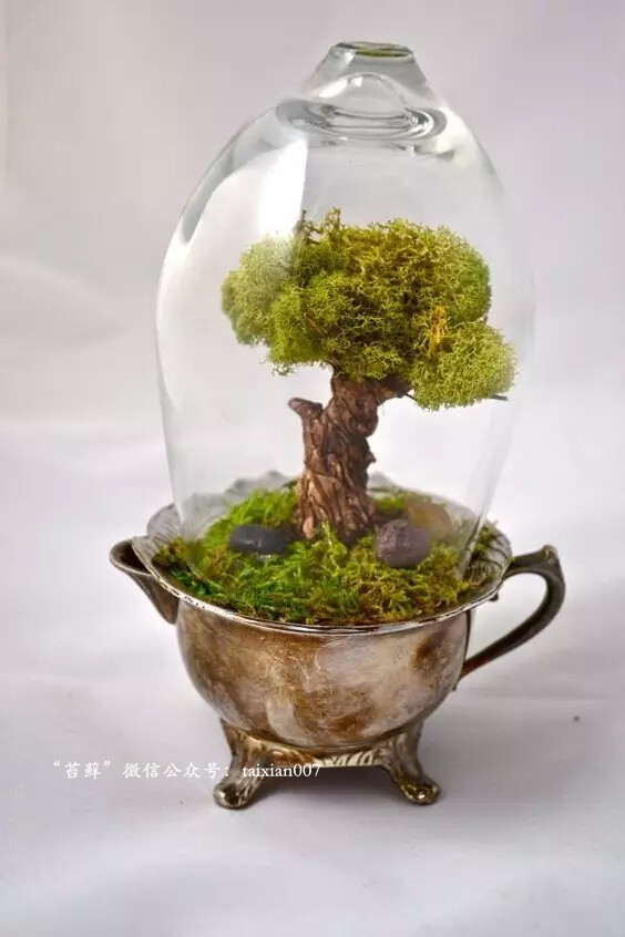 苔藓微景观