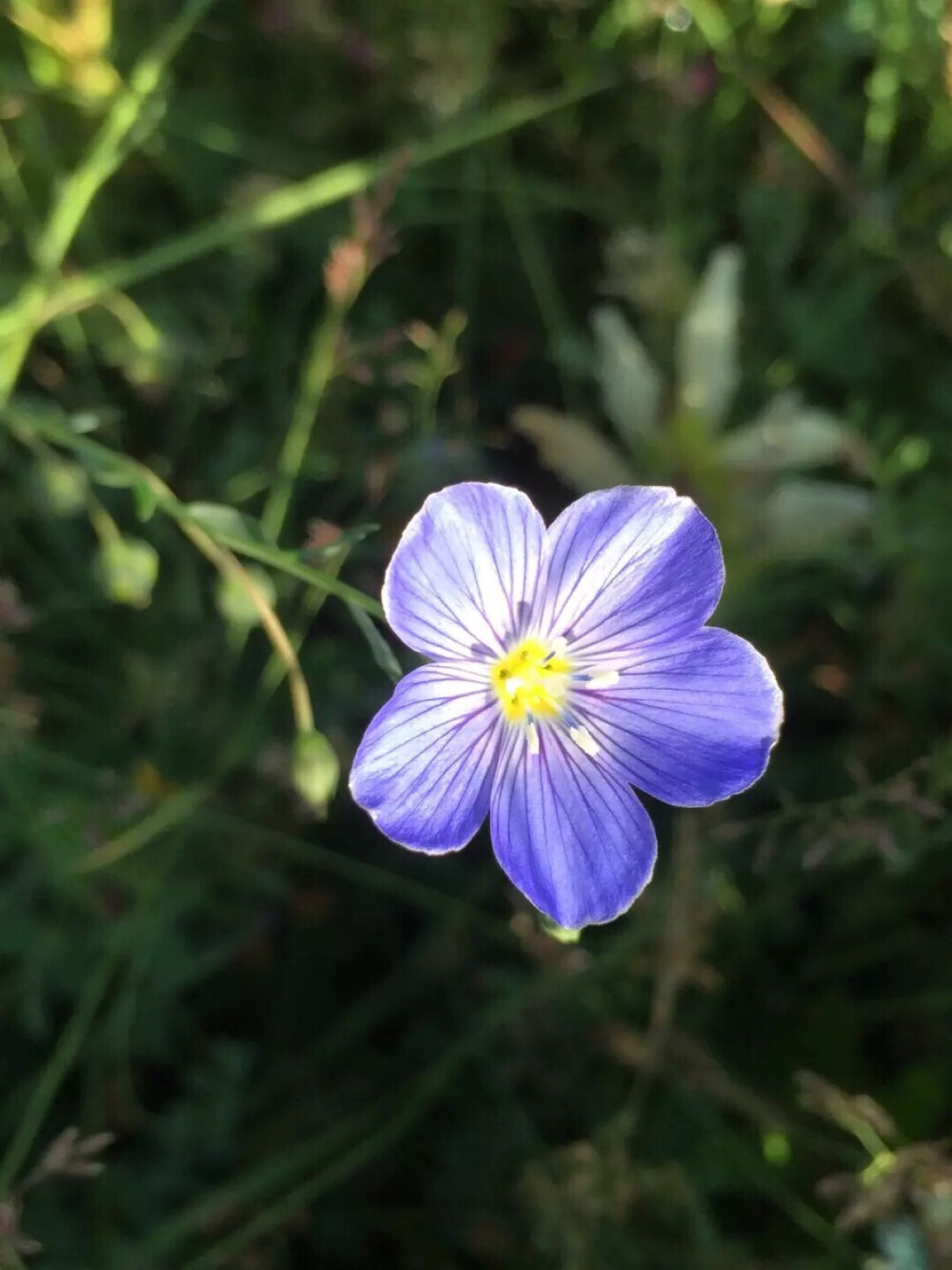 青海湖遇到的不知名的小花