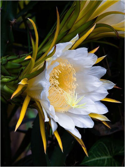 ✯ 花花世界【植物】 ✯