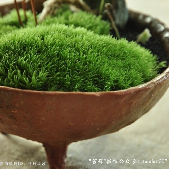 苔玉美图