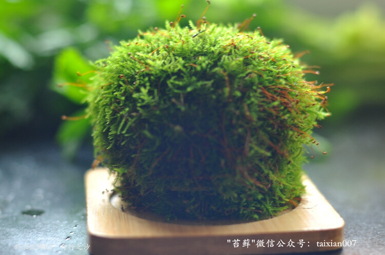 苔玉美图