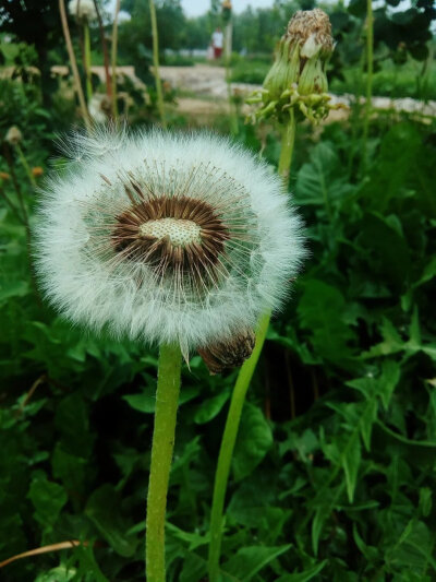曾经最爱蒲公英，喜欢她的自由随风