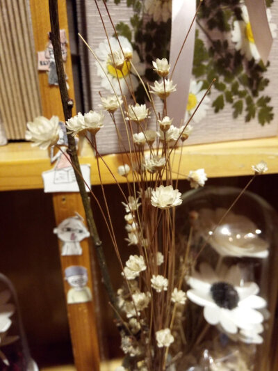 一花一世界，安徽宏村小店干花，给人小清新的唯美