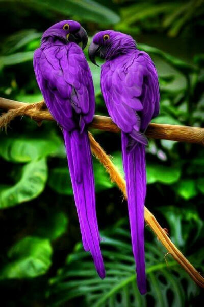 紫色•⋰˚✻