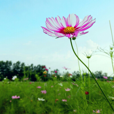 花季