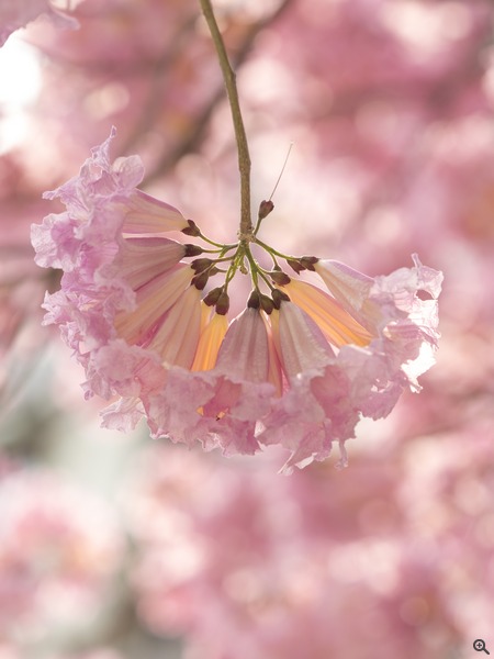 红花风铃木Tabebuia pentaphylla.紫葳科红花风铃木属落叶乔木。别名粉风铃木、洋红风铃木、巴拉圭风铃木。株高可达10多米，掌状复叶对生，小叶五片。原产亚热带美洲墨西哥、阿根廷，是美洲热带有名的观赏树木。花冠铃形，紫红，小花多数聚生成团，开花时尚有叶片，花团锦簇，极为壮观。花期在1至2月，早春开花。花大型淡粉红色，具观赏价值。适作庭院树、行道树等用途。花开时一片粉红色花海，让城市增添几许浪漫气氛。其木材是优等用材;树皮具有重要的药用价值,在原产地用作草药有1000多年的历史。花语：感谢...