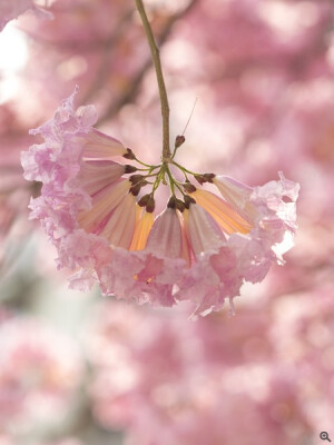 红花风铃木Tabebuia pentaphylla.紫葳科红花风铃木属落叶乔木。别名粉风铃木、洋红风铃木、巴拉圭风铃木。株高可达10多米，掌状复叶对生，小叶五片。原产亚热带美洲墨西哥、阿根廷，是美洲热带有名的观赏树木。花冠铃形，紫红，小花多数聚生成团，开花时尚有叶片，花团锦簇，极为壮观。花期在1至2月，早春开花。花大型淡粉红色，具观赏价值。适作庭院树、行道树等用途。花开时一片粉红色花海，让城市增添几许浪漫气氛。其木材是优等用材;树皮具有重要的药用价值,在原产地用作草药有1000多年的历史。花语：感谢...