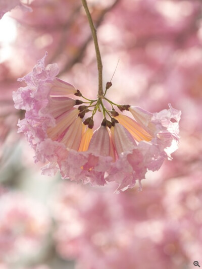 红花风铃木Tabebuia pentaphylla.紫葳科红花风铃木属落叶乔木。别名粉风铃木、洋红风铃木、巴拉圭风铃木。株高可达10多米，掌状复叶对生，小叶五片。原产亚热带美洲墨西哥、阿根廷，是美洲热带有名的观赏树木。花冠…