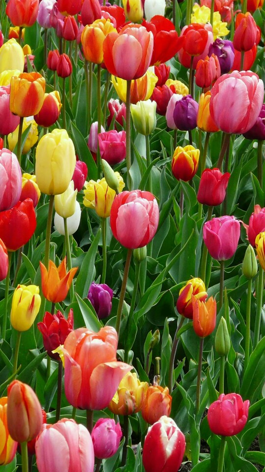 繁花似锦 唯美梦幻郁金香
高清手机壁纸 头像